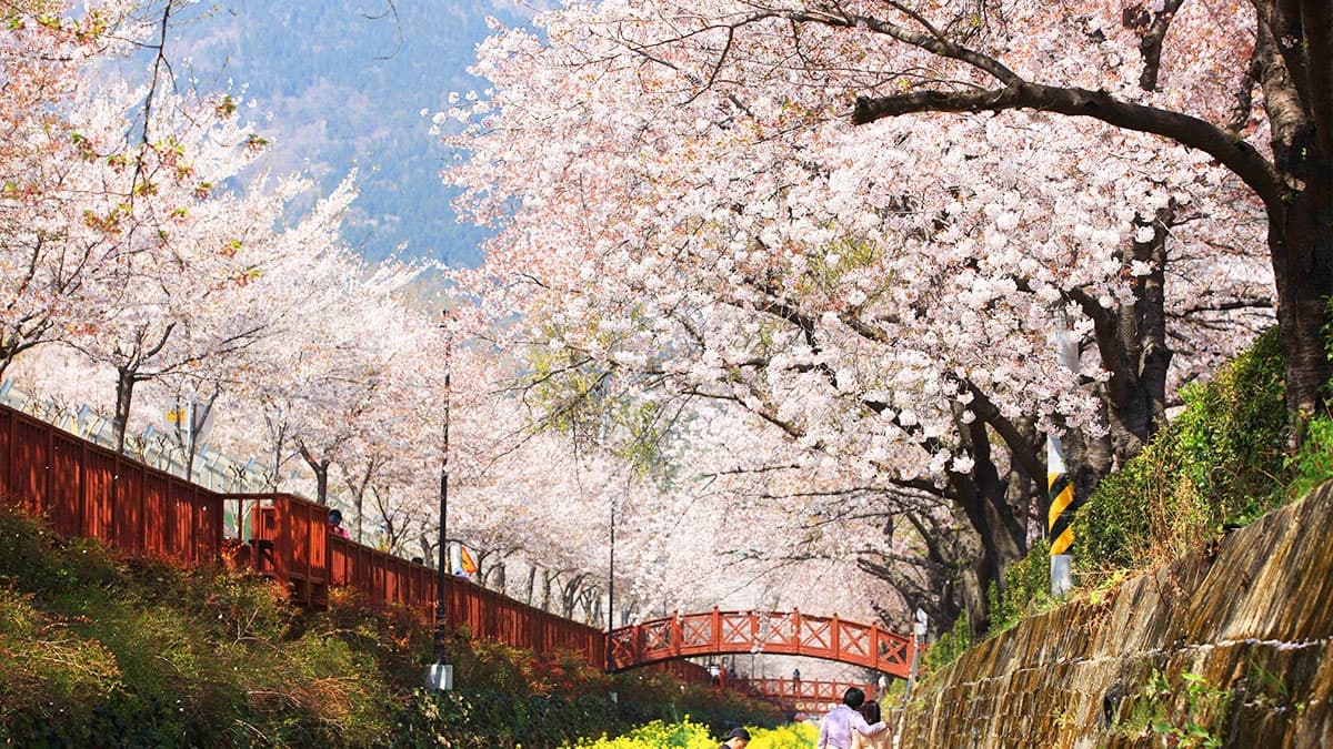 Cherry Blossom Map